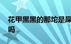 花甲黑黑的那坨是屎吗 花甲里面的黑色是屎吗 