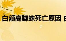 白额高脚蛛死亡原因 白额高脚蛛该不该打死 