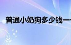 普通小奶狗多少钱一个 小奶狗多少钱一只 