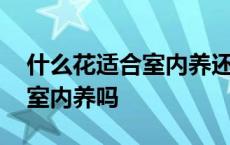 什么花适合室内养还长期开花 栀子花适合在室内养吗 