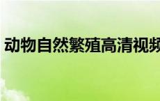 动物自然繁殖高清视频 高级动物的繁殖视频 