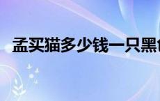 孟买猫多少钱一只黑色 孟买猫多少钱一只 