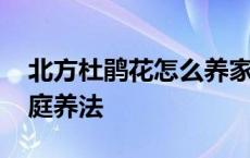 北方杜鹃花怎么养家庭养法 杜鹃花怎么养家庭养法 