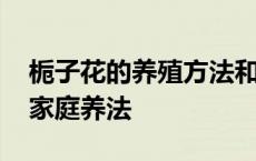 栀子花的养殖方法和注意事项 栀子花怎么养家庭养法 