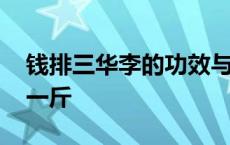 钱排三华李的功效与作用 钱排三华李多少钱一斤 