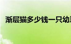 渐层猫多少钱一只幼崽 渐层猫多少钱一只 