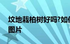 坟地栽柏树好吗?如何栽? 坟地栽柏树的布局图片 