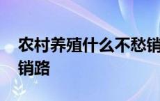 农村养殖什么不愁销路呢 农村养殖什么不愁销路 