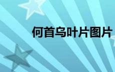 何首乌叶片图片 何首乌叶子图片 