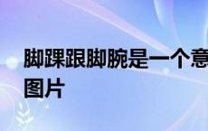 脚踝跟脚腕是一个意思吗 脚腕和脚踝的位置图片 