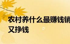 农村养什么最赚钱销路又好 农村养什么好养又挣钱 