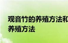 观音竹的养殖方法和注意事项水培 观音竹的养殖方法 