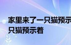 家里来了一只猫预示着什么寓意 家里来了一只猫预示着 