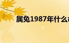 属兔1987年什么命 1987年什么命 