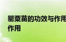 罂粟苗的功效与作用及禁忌 罂粟苗的功效与作用 