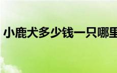 小鹿犬多少钱一只哪里有 小鹿犬多少钱一只 