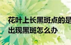 花叶上长黑斑点的是什么病怎么治 花叶子上出现黑斑怎么办 