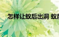 怎样让蚁后出洞 蚁后死了蚁群会报仇吗 