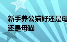 新手养公猫好还是母猫好一点 新手养公猫好还是母猫 