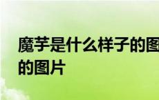 魔芋是什么样子的图片视频 魔芋是什么样子的图片 