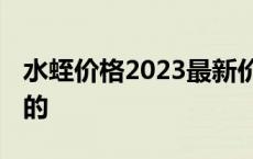 水蛭价格2023最新价格表 蚂蝗多少钱一斤活的 