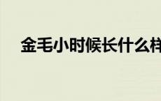 金毛小时候长什么样子图片 金毛小时候 