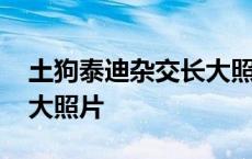 土狗泰迪杂交长大照片图片 土狗泰迪杂交长大照片 