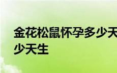 金花松鼠怀孕多少天生宝宝 金花松鼠怀孕多少天生 