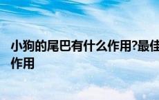 小狗的尾巴有什么作用?最佳答案是什么? 小狗的尾巴有什么作用 