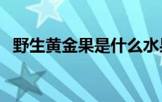 野生黄金果是什么水果 黄金果是什么水果 