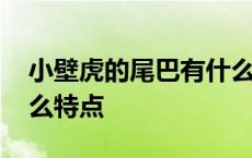 小壁虎的尾巴有什么本领 小壁虎的尾巴有什么特点 