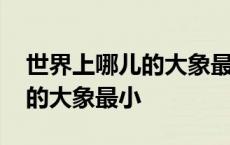 世界上哪儿的大象最小打一数字 世界上哪儿的大象最小 