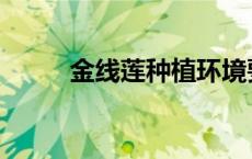 金线莲种植环境要求 金线莲种植 