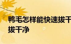 鸭毛怎样能快速拔干净图片 鸭毛怎样能快速拔干净 