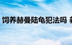 饲养赫曼陆龟犯法吗 养一只赫曼陆龟犯法吗 