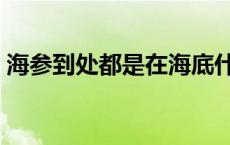 海参到处都是在海底什么地蠕动 什么地蠕动 