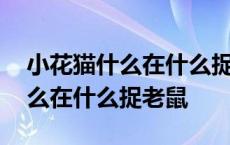 小花猫什么在什么捉老鼠仿写句子 小花猫什么在什么捉老鼠 