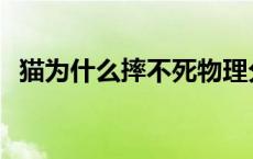 猫为什么摔不死物理分析 猫为什么摔不死 