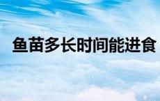 鱼苗多长时间能进食 鱼苗多长时间喂一次 