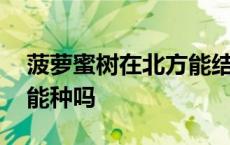 菠萝蜜树在北方能结果实吗 菠萝蜜树在北方能种吗 