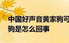 中国好声音黄家驹可否冲破 中国好歌曲黄家驹是怎么回事 