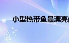 小型热带鱼最漂亮前十名 小型热带鱼 