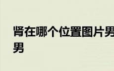 肾在哪个位置图片男疼痛 肾在哪个位置图片男 