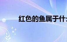 红色的鱼属于什么风水 红色的鱼 