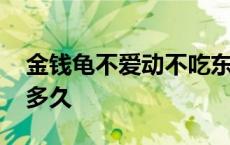 金钱龟不爱动不吃东西 金钱龟不吃东西能活多久 