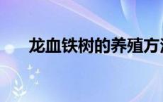 龙血铁树的养殖方法 铁树的养殖方法 