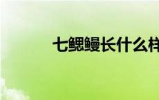 七鳃鳗长什么样 七鳃鳗能吃吗 