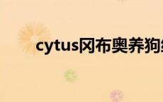 cytus冈布奥养狗细节 cytus冈布奥 