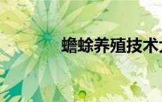 蟾蜍养殖技术大全 蟾蜍养殖 