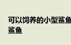 可以饲养的小型鲨鱼有哪些 可以饲养的小型鲨鱼 